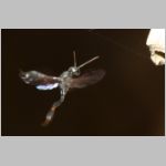 Gasteruption assectator - Gichtwespe w05c 9mm.jpg